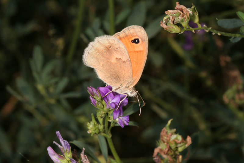 Coenonympha pamphilus